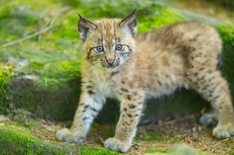 Eurasian lynx (Lynx lynx) youngster (cub) walking on rocks in a forest, Bavaria, Germany