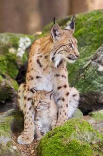 Eurasian lynx (Lynx lynx) mother with her youngsters (cubs) sitting on a rock in a forest, Bavaria,