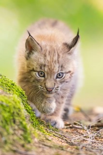 Eurasian lynx (Lynx lynx) youngster (cub) walking in a forest, Bavaria, Germany