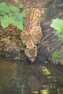 Eurasian lynx (Lynx lynx) youngster (cub) drinking water from a little pond in a forest, Bavaria,