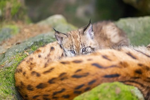 Eurasian lynx (Lynx lynx) youngster (cubs) behind the fur of its mother in a forest, Bavaria,