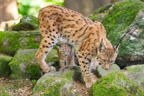 Eurasian lynx (Lynx lynx) mother with her youngsters (cubs) standing on a rock in a forest,
