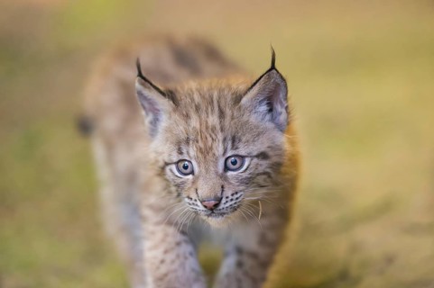 Eurasian lynx (Lynx lynx) youngster (cub) walking, portrait, Bavaria, Germany