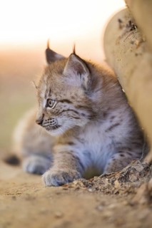 Eurasian lynx (Lynx lynx) youngster (cub) lying in a forest, Bavaria, Germany