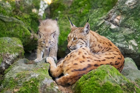Eurasian lynx (Lynx lynx) mother with her youngsters (cubs) lying on a rock in a forest, Bavaria,