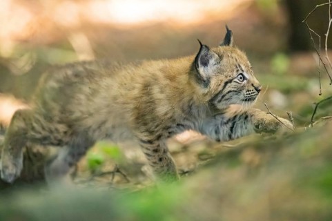 Eurasian lynx (Lynx lynx) youngster (cub) walkking in a forest, Bavaria, Germany