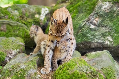 Eurasian lynx (Lynx lynx) mother with her youngsters (cubs) sitting on a rock in a forest, Bavaria,