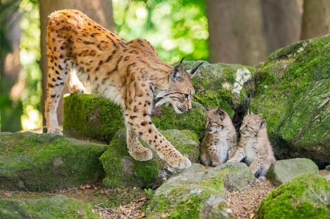 Eurasian lynx (Lynx lynx) mother with her youngsters (cubs) standing on a rock in a forest,