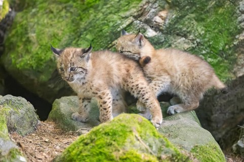 Eurasian lynx (Lynx lynx) mother with her youngsters (cubs) playing between rocks with each other