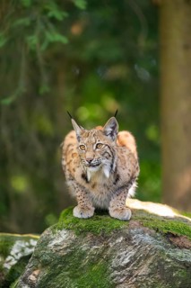 Eurasian lynx (Lynx lynx) lying on a rock in a forest, Bavaria, Germany