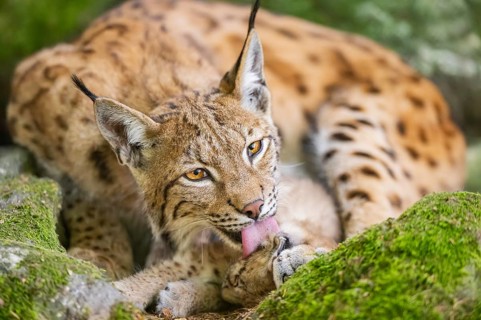 Eurasian lynx (Lynx lynx) mother with her youngster (cub) lying on a rock in a forest, Bavaria,