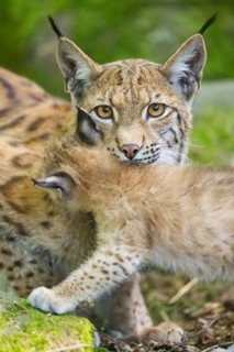Eurasian lynx (Lynx lynx) mother with her youngsters (cubs) in a forest, portrait, Bavaria, Germany