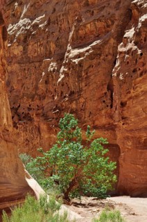Green tree grows solitary in a canyon with reddish and shady rock formations, Capitol Reef National