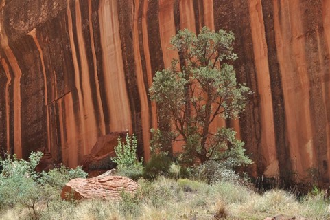 Single tree in front of a shady, black and red striped rock wall in the desert, Capitol Reef