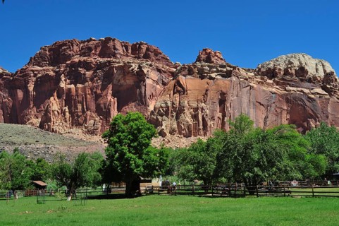 Red rock formations with green meadow and trees under clear blue sky, Fruita, Capitol Reef National