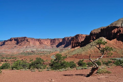 A lonely tree against red rocks and blue sky in a dry desert landscape, Capitol Reef National Park,