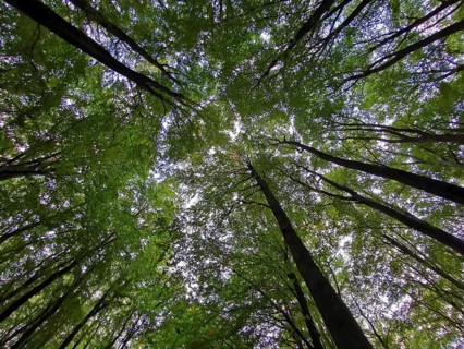 Looking up into a dense green forest with a calming atmosphere, Jasmund National Park, Rügen,