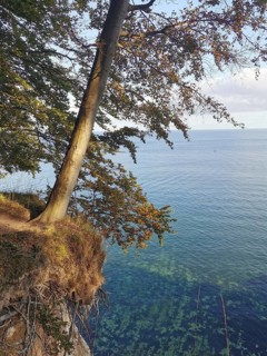 Tree on a cliff overlooking the clear blue sea, Jasmund National Park, Rügen, Baltic Sea