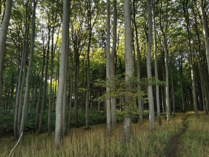 Tall trees in the forest with sunlight penetrating through the canopy, Jasmund National Park,