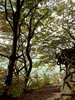 Trees on the edge of the forest with complex roots, light shade, Jasmund National Park, Rügen,