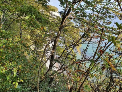 View of the coast through canopy, sea visible, cliffs visible, Jasmund National Park, Rügen, Baltic