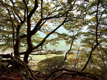Dense network of trees with translucent light, autumn atmosphere, sea visible in the background,