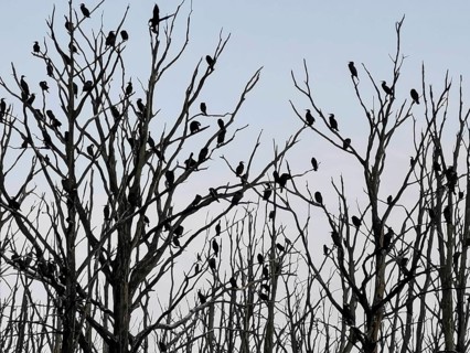 Bird silhouettes, cormorants (Phalacrocoracidae) on bare tree branches in front of a slightly blue