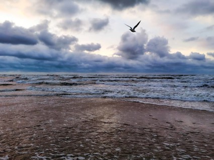 A lone seagull (larinae) flies over the stormy ocean under dramatic clouds at sunset, Vistula Spit,