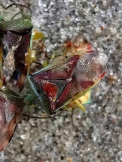 Colourful shield bugs (elasmostethus interstinctus) in close-up on a stony ground with detailed