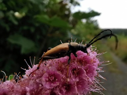 A red-necked buck (stictoleptura rubra) with long antennae sitting on a pink flower (spiraea