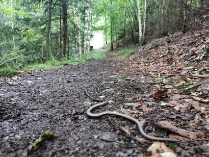 A slow worm (anguis fragilis) winds its way along a wooded path, Franconian Forest nature park Park
