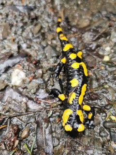 Fire salamander (salamandra salamandra) on wet, leaf-covered forest floor, Franconian Forest nature