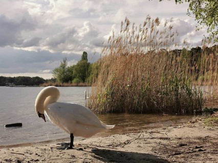 Swan (cygnus) standing on the sandy shore of a lake under a cloudy sky, Tegeler See, Berlin
