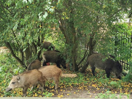 A herd of wild boar (sus scrofa) forages for food under dense trees and discovered ground, fresh