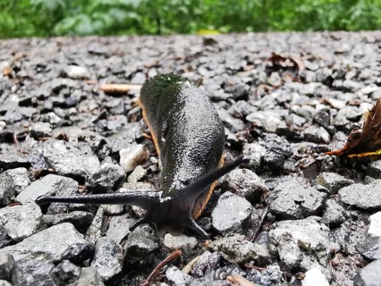 Close-up of a Black slug (Arion ater) crawling over wet asphalt, Franconian Forest nature park Park