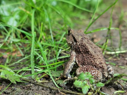 A brown common toad (bufo bufo) sits on the ground surrounded by grass in the forest, Franconian