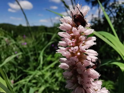 Pink flowers of the meadow knotweed (bistorta officinalis) with a beetle on it, surrounded by green