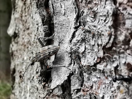 A well-camouflaged shotbuck (Rhagium inquisitor) moves over the rough structure of a tree bark in