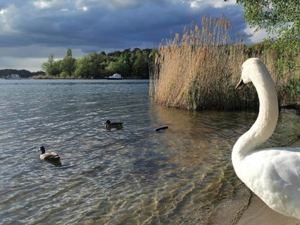 A swan (cygnus) watching ducks (anates) on the shore of a lake next to reeds under a cloudy sky,