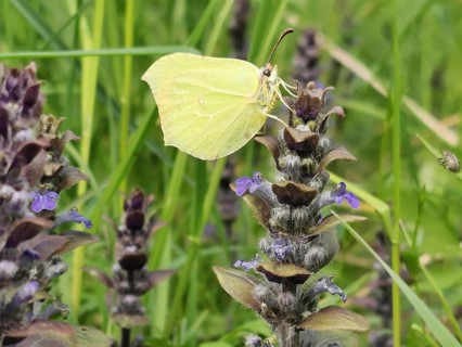 A lemon butterfly (Gonepteryx rhamni) resting on a flowering plant with purple flowers amidst
