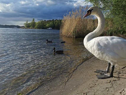 A swan (Cygnus) stands on the shore of a lake next to ducks (anates) and reeds under a cloudy sky,
