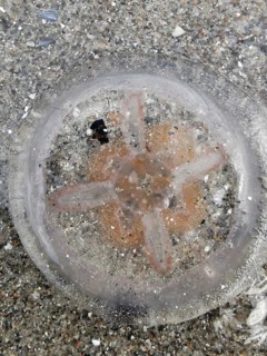 Jellyfish (medusae) with visible entrails on the beach on sand, surrounded by small shells and