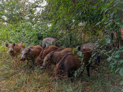 A group of wild boar (sus scrofa) forages for food in the dense grass of a wooded area, fresh spit,