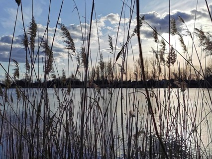 Grasses on the lakeshore, sunset and clouds in the sky create a peaceful atmosphere, Berlin