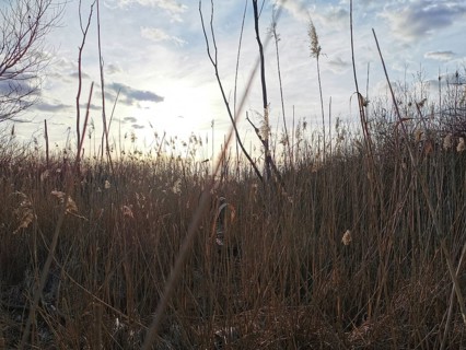 Tall grass at sunset, slightly cloudy sky in the background, Berlin