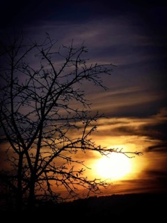 Dramatic sunset with tree silhouette against a colorful sky, Frankenwald nature park Park