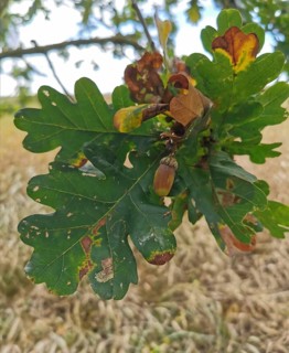 Close-up of oak leaves (quercus) and acorns, autumnal colours visible, Baltic Sea