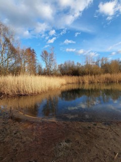 Lake with reeds, calm water surface, reflections of the sky and surrounding trees, Berlin
