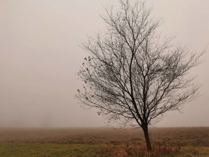 Bare tree in fog on a wide area, showing a melancholy atmosphere, Frankenwald nature park Park