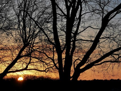 Sunset behind trees at dusk at Müggelsee, Köpenick, Berlin